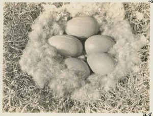 Image of Nest of Eider Duck